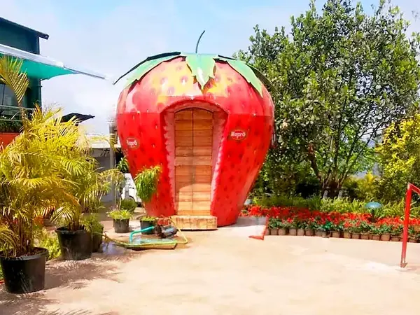 Giant strawberry at Mapro Garden near Panchgani